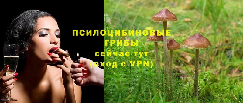 где продают   Галич  Галлюциногенные грибы MAGIC MUSHROOMS 